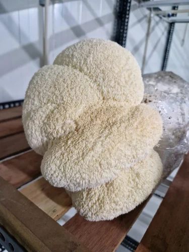 Lion's Mane Mushroom, Packaging Size: 1kg, Packaging Type: Packet at ₹  299/kg in Rajula