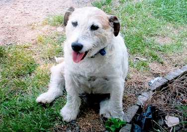 George_dog.jpg