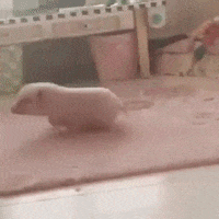 piggy GIF