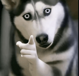 dog-meme-dog-point-at-you.gif