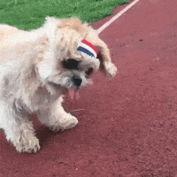 dog exercise GIF