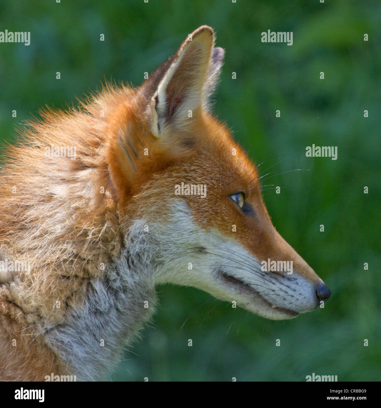 fox-profile-CRBBG9.jpg