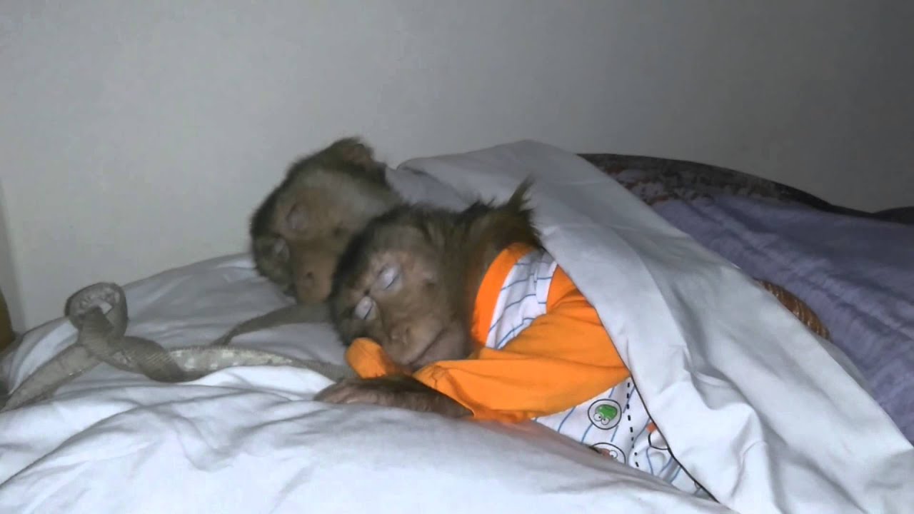 Monkey Sleeping Style - YouTube