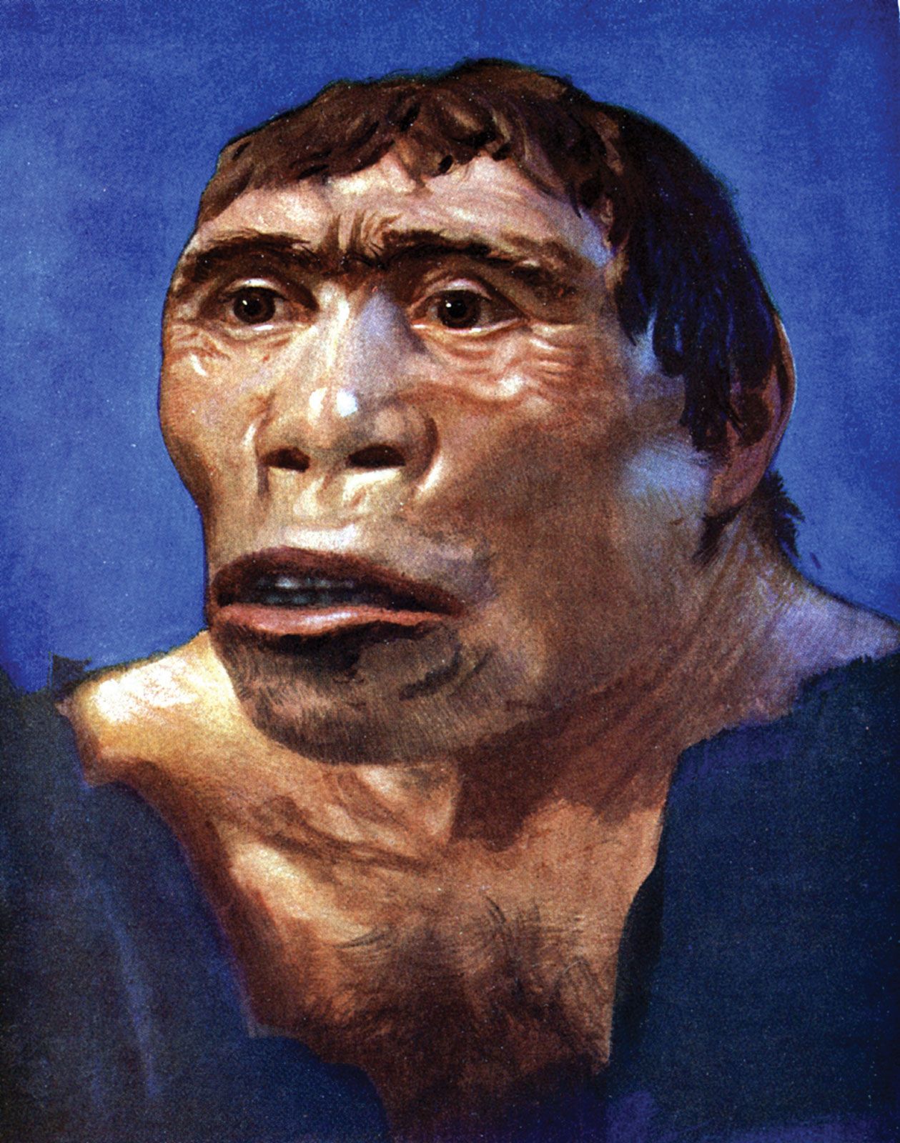 reconstruction-hominin-man-Java.jpg