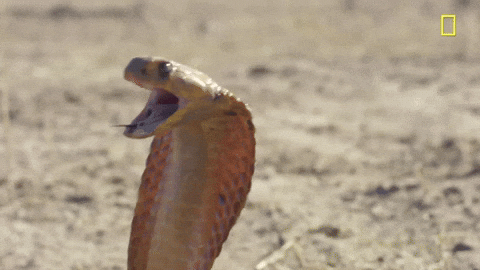 Image result for snake gif