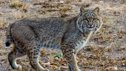 Bobcat_DwayneKear.jpg.webp