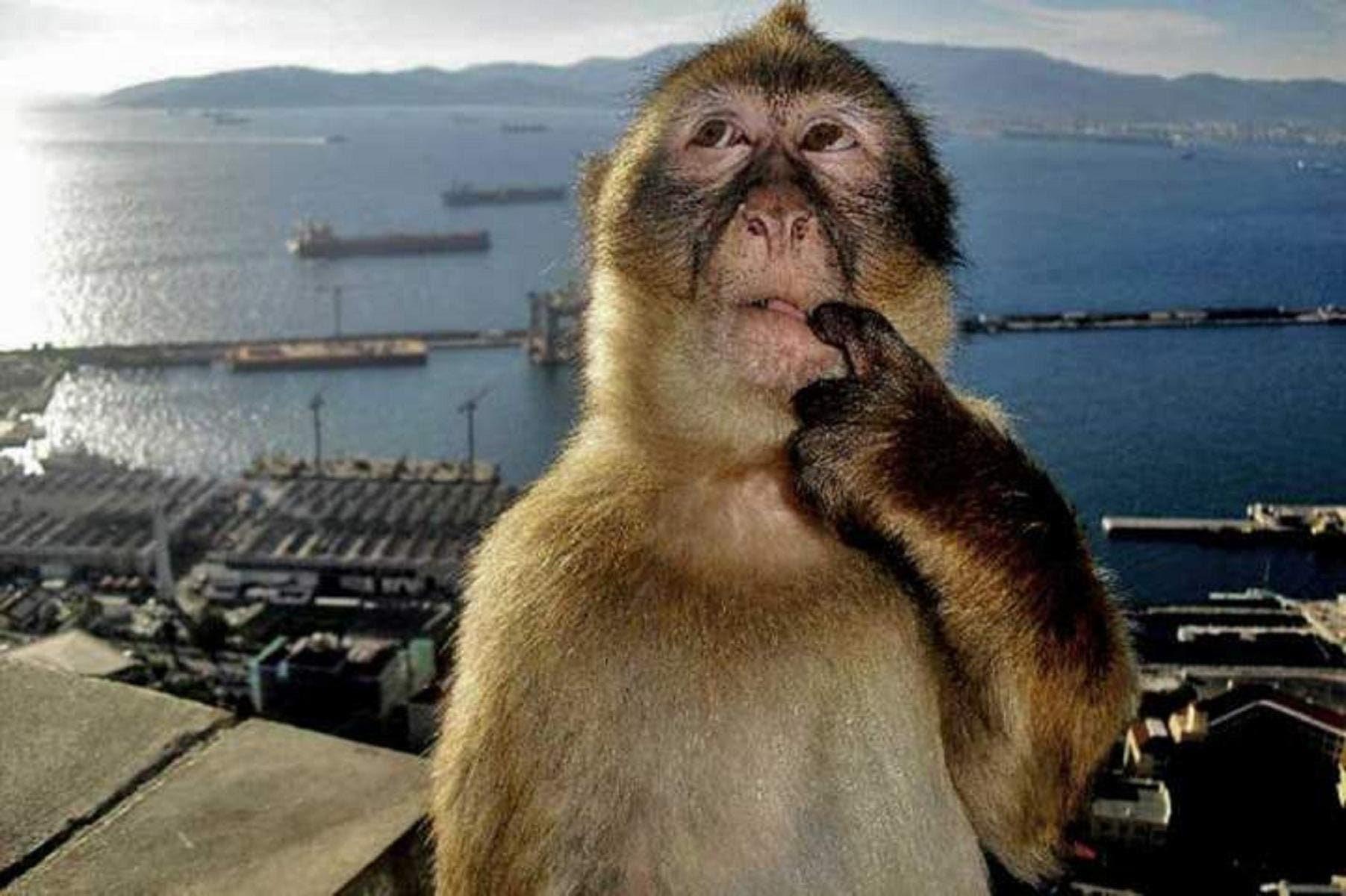 The original image of the Monkey Thinking meme : r ...