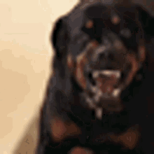 3331320_36CF0702-0934-4BA2-8A7F-E76DDA39D2C1.gif