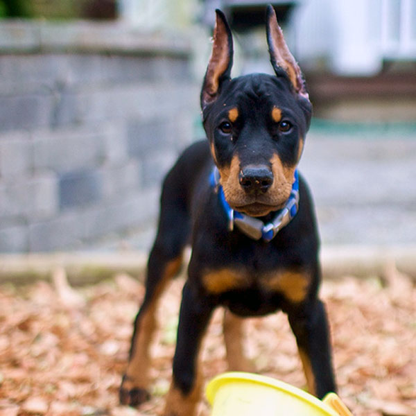 doberman-puppies-11.jpg