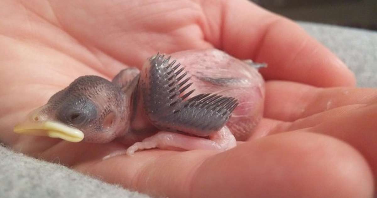 Image result for baby bird