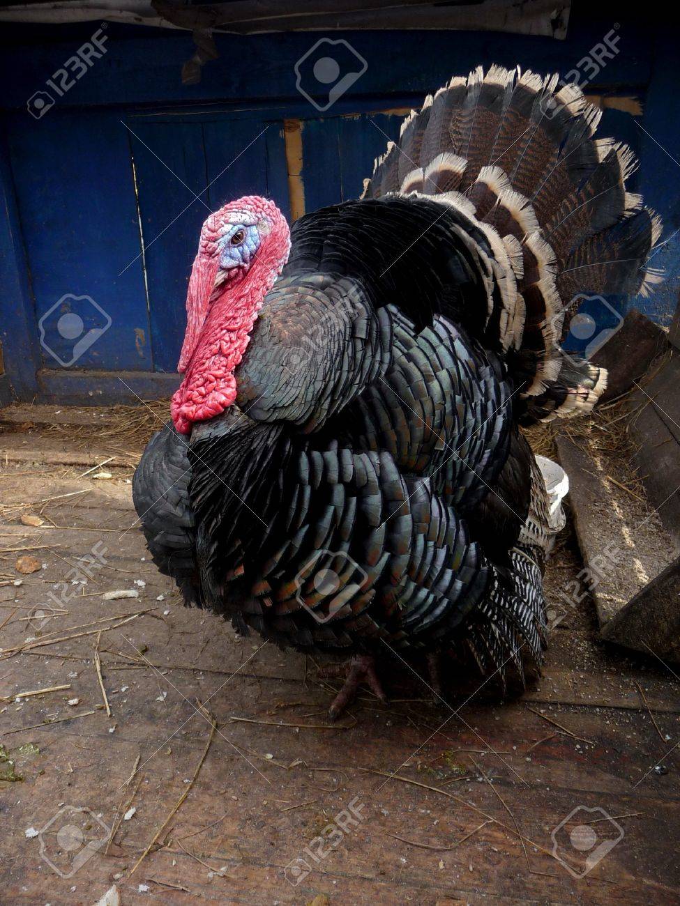 8155187-beautiful-large-turkey-cock-stays-at-zoo.jpg