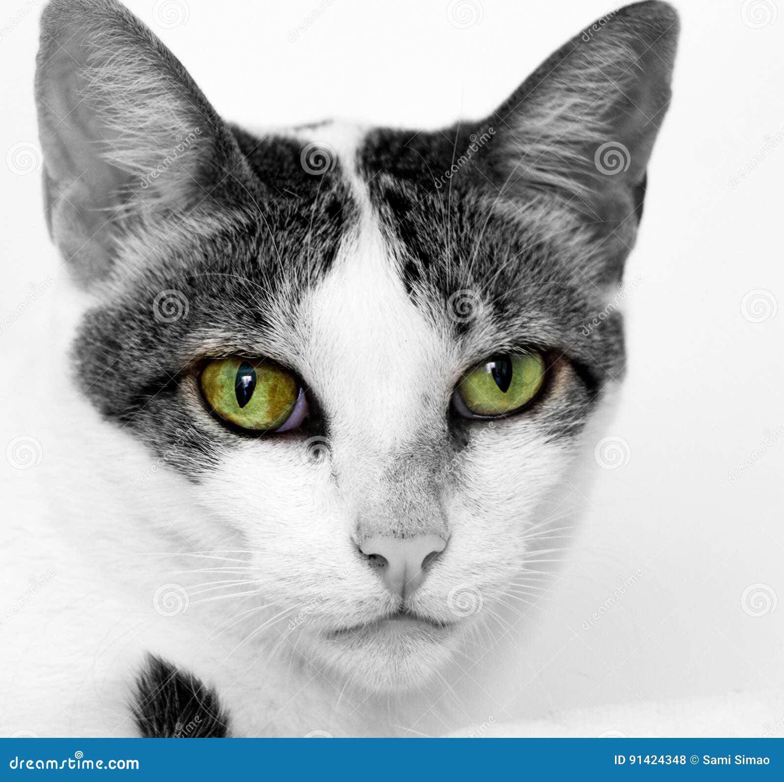 hunter-eyes-cat-staring-dangerously-camera-91424348.jpg