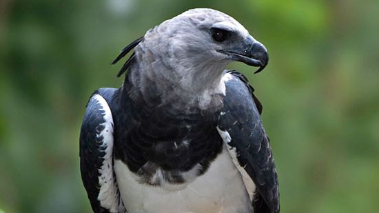 610_ag_harpy-eagle-e1671117924559.jpg