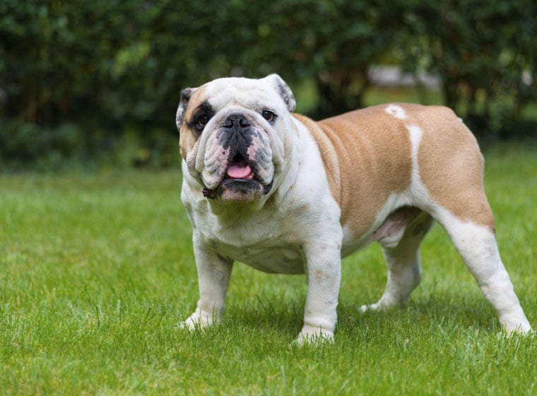 bulldogge-hunderasse-760x560.jpg