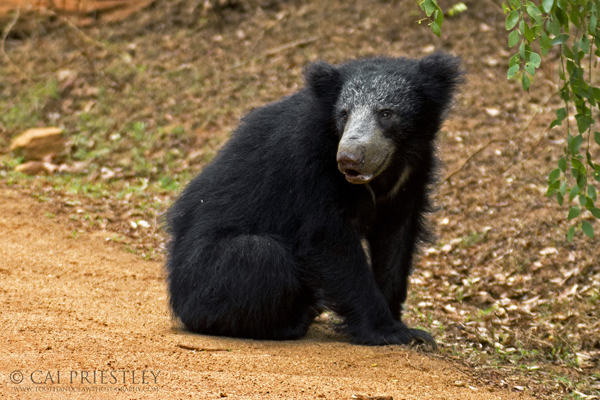 The Eight (8) Bear Species of the World | Bear With Us