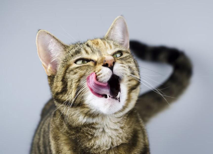 www.petmd.com