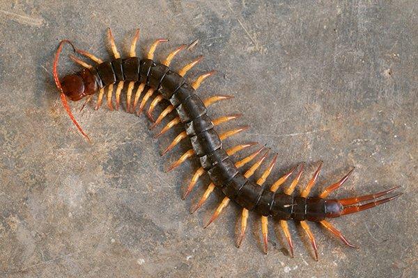 centipede-on-a-basement-2.jpg