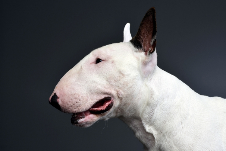 bull_terrier_6.jpg