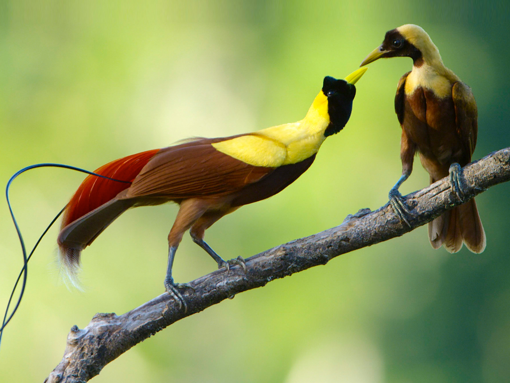 www.birdsofparadiseproject.org
