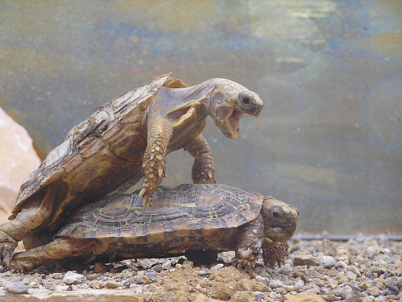 800px-Turtle_Sex.jpg