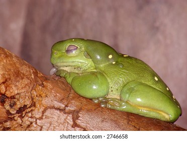 sleeping-green-tree-frog-260nw-2746658.jpg
