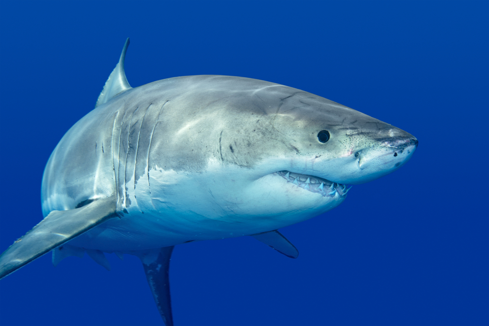 greatwhiteshark_157273892.jpg