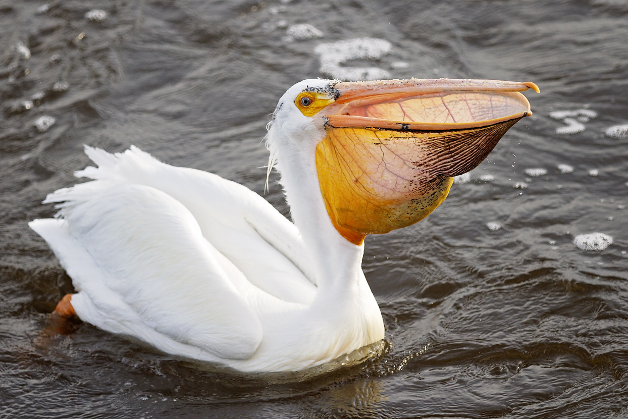 Pelican.jpg