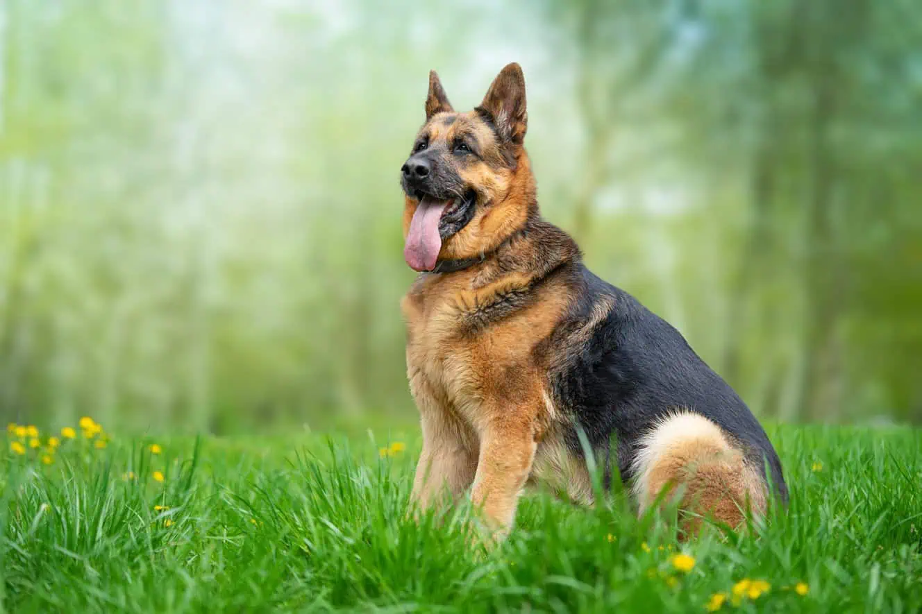 shutterstock_2303470899.jpg
