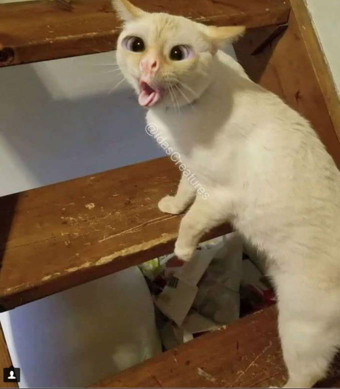 תוצאת תמונה עבור cat stupid face