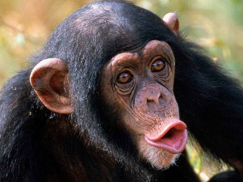 HD-wallpaper-cute-monkey-face-monkey-meme.jpg