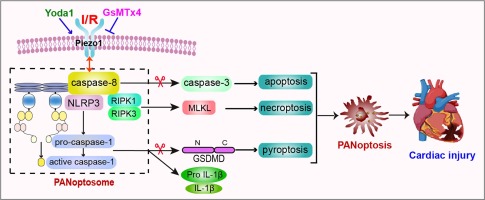 www.sciencedirect.com