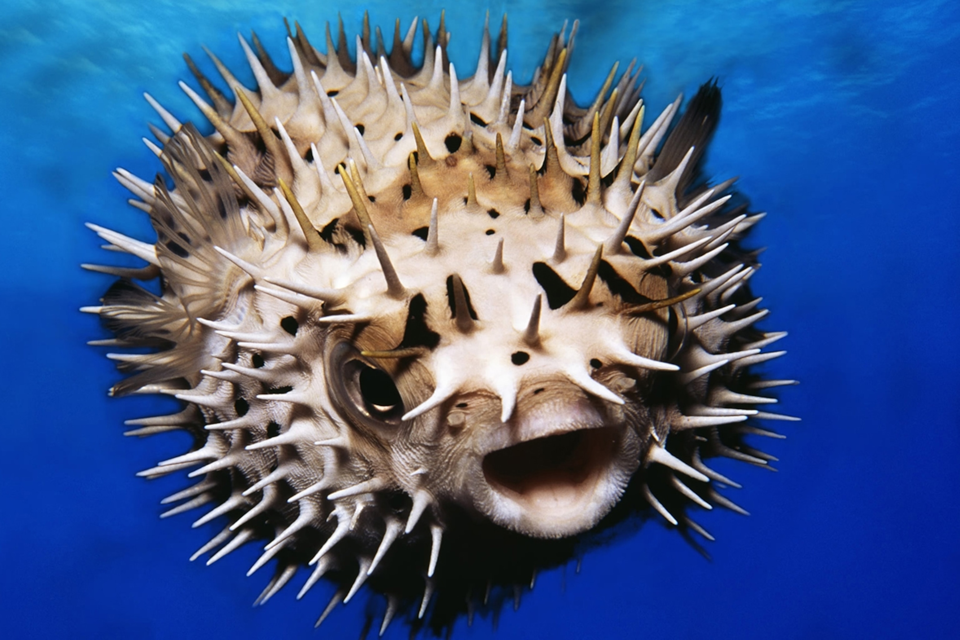 pufferfish-closeup-cut_3x2.jpg