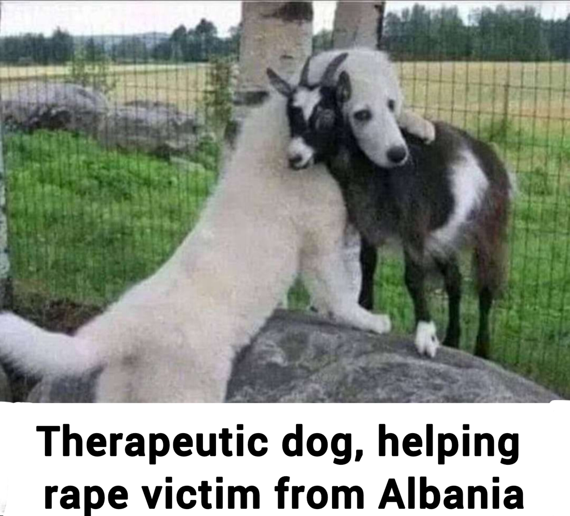 Good boy : r/balkans_irl