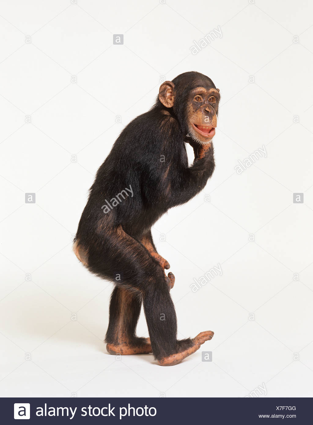 chimpanzee-standing-cut-out-X7F7GG.jpg