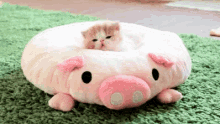 Kitten GIF - Kitten GIFs