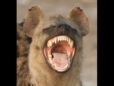 When humans were prey for hyenas | 6,000 Generations