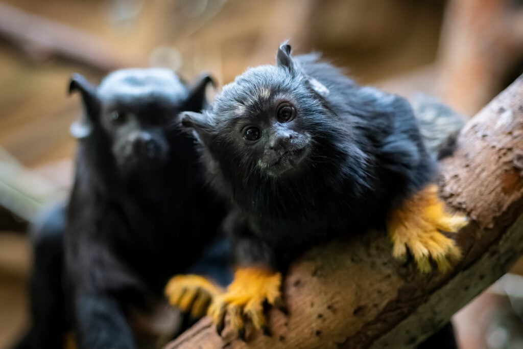 Red-Handed-Tamarin-1024x683.jpeg