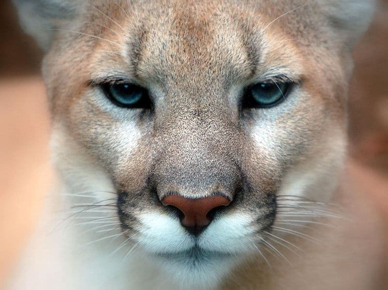 cougar.jpg