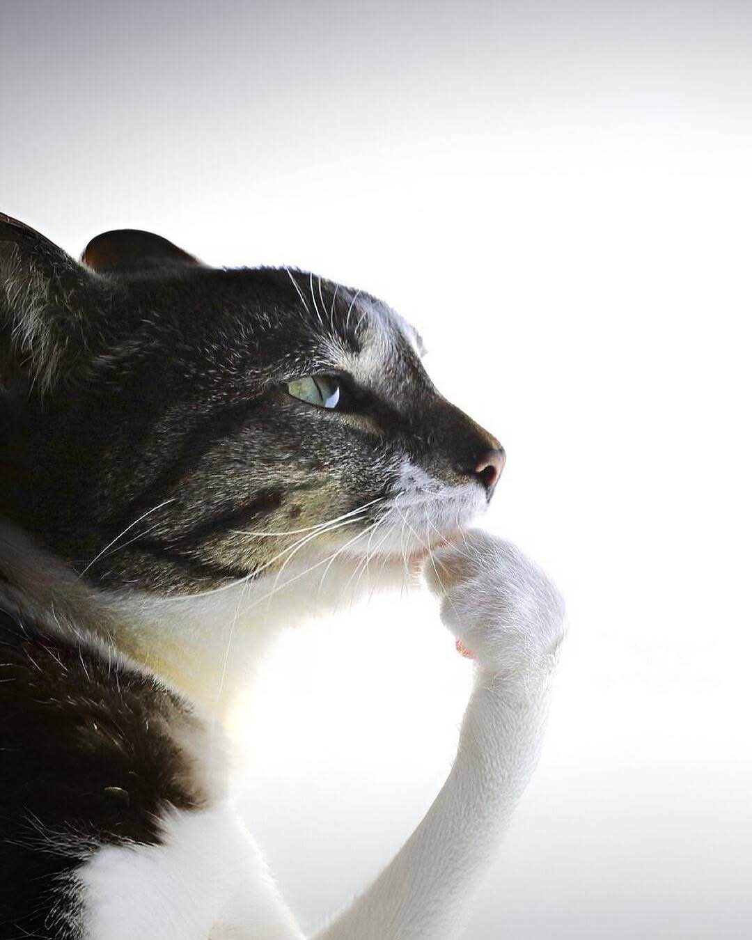 5081983_cat.jpeg