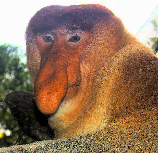 The Proboscis Monkey males use their large, penis-like noses to woo  potential mates, but it's also thought that they may serve to amplify  calls. They are also blessed with permanently erect penises. :