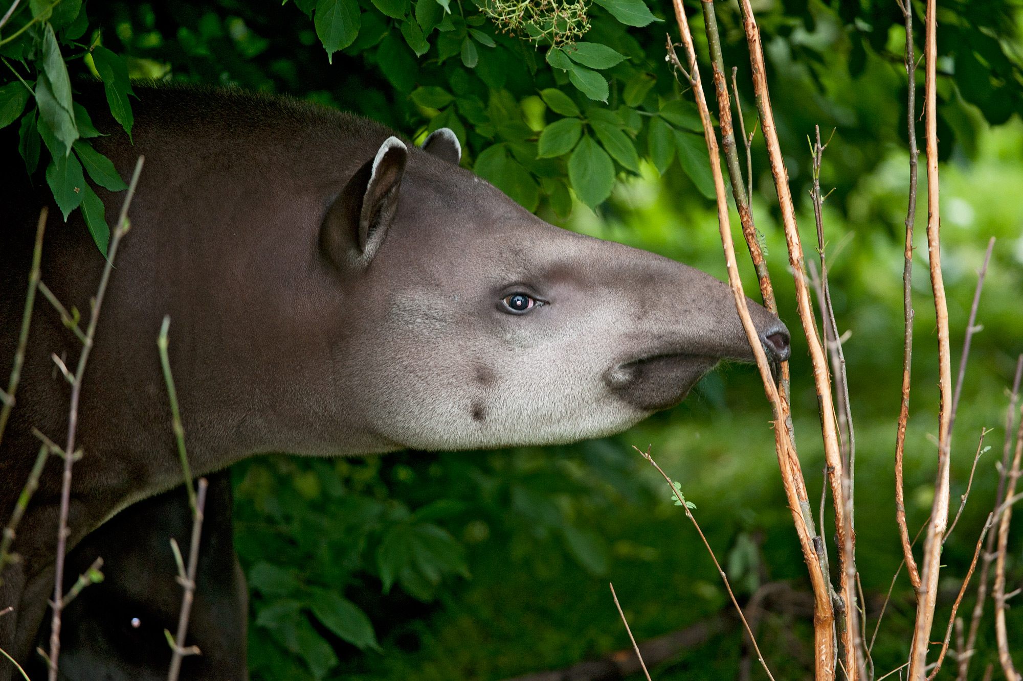 tapir_3_daniel-zupanc.jpg