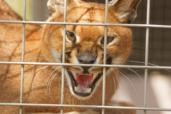 a-caracal-also-showing.jpg