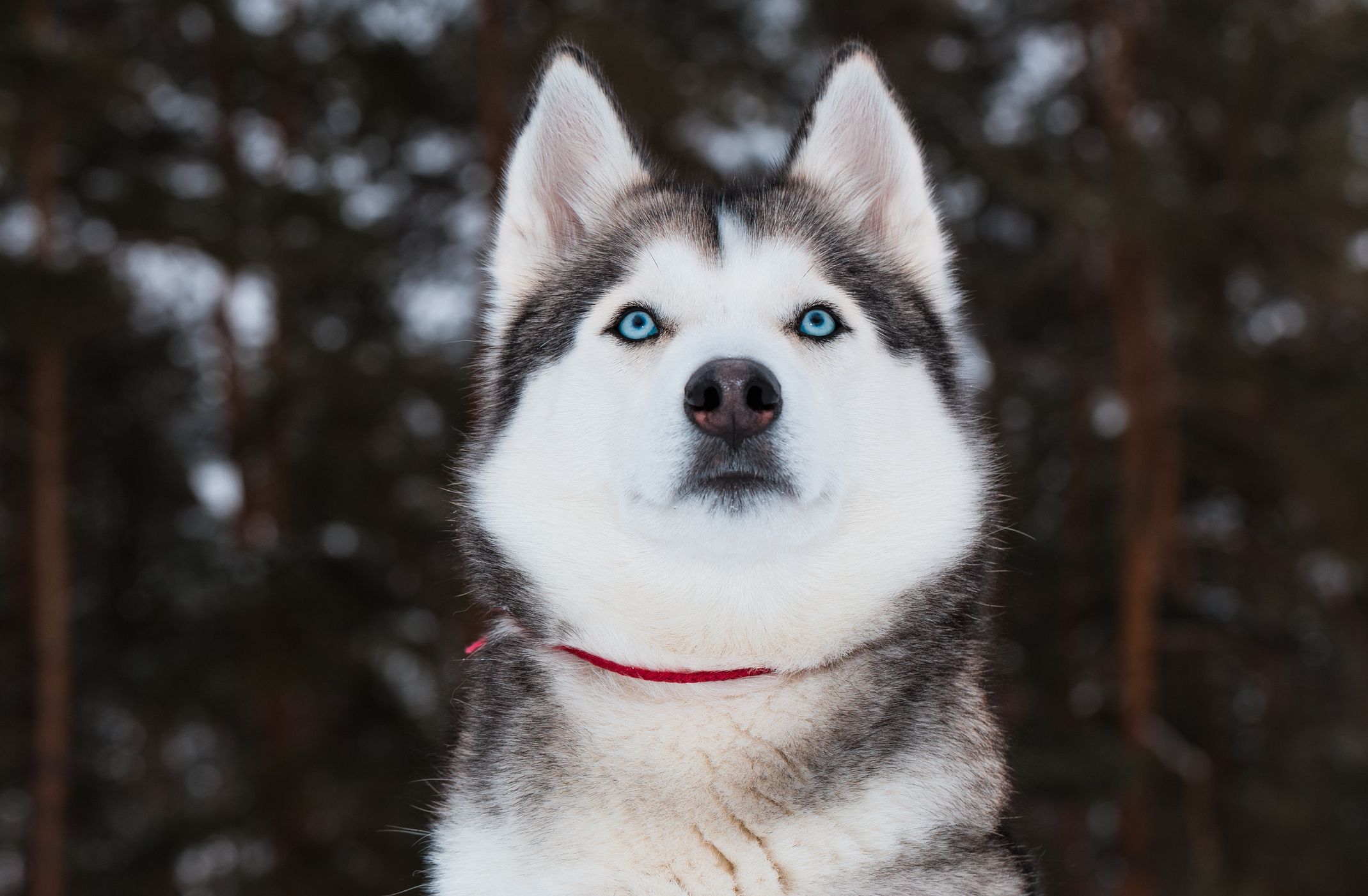 husky-getty.jpg