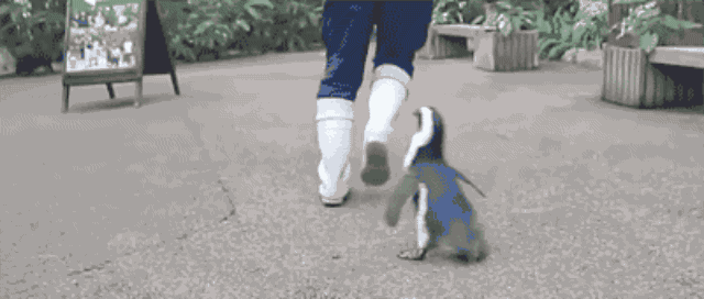 This adorable baby penguin chasing his keeper will whisk away your  Valentine's Day blues – Thatsmags.com