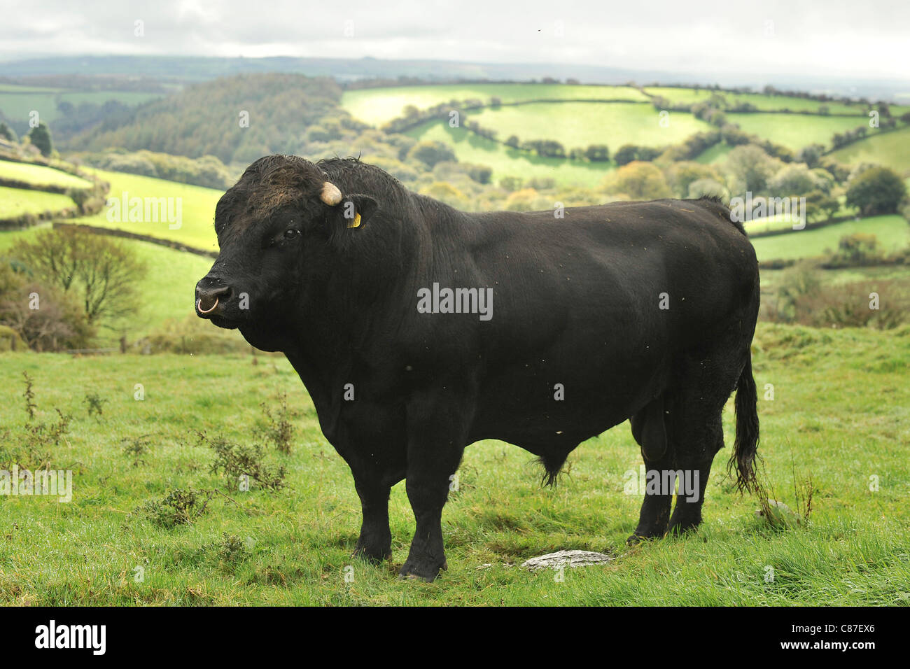 welsh-black-bull-on-scenic-hill-C87EX6.jpg