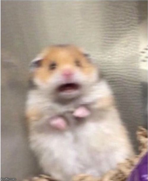 scared-hamster.jpg