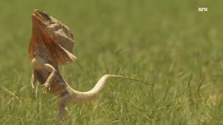 תוצאת תמונה עבור national geographic film gif
