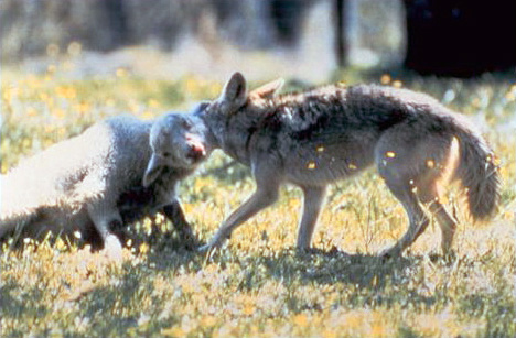 Coyote_with_typical_hold_on_lamb.jpg