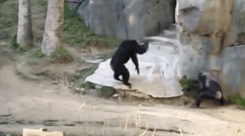 monke-stick-fight.gif