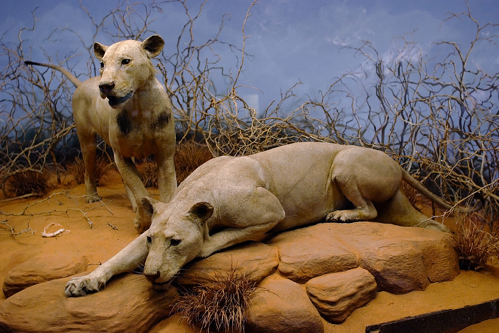 Lionsoftsavo2008.jpg